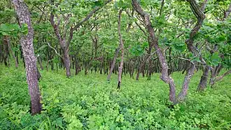 Лес из монгольского дуба у бухты Тунгус