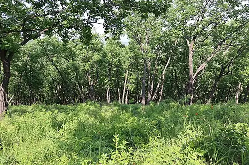 Широколиственный лес