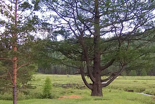Лиственница из легенды