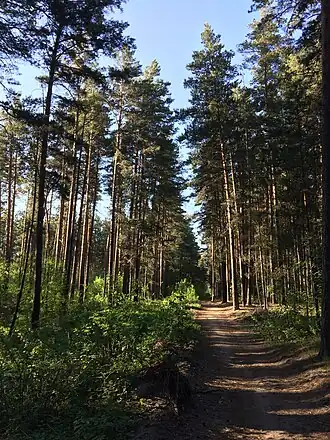 Фото северной части леса