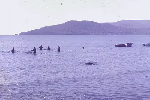 Промышленный лов кеты неводом в заливе Ольги, 1990