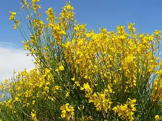 Метельник ситниковый