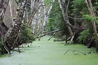 Болотозаказник "Муромский"