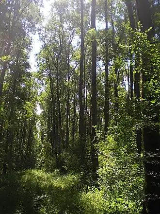 Ясеневый лес на территории заказника