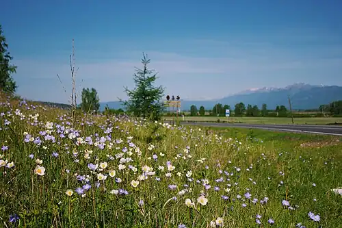 Цветущая долина