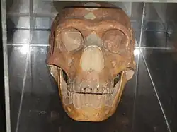 Череп анфас