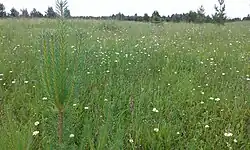 На месте сгоревших домов появились молодые елочки