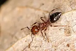 Одиночный Crematogaster schmidti на листе