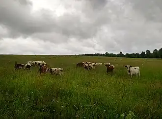 Фермерское хозяйство: коровы