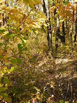 Querco mongolicae-Betuletalia davuricae