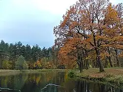 Осенний вид у пруда