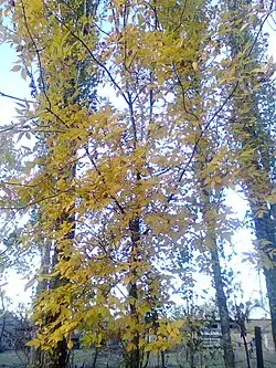 Осень в Адильотаре. 13.10.2010 год.