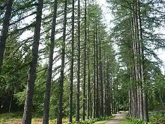 Лиственничная аллея.