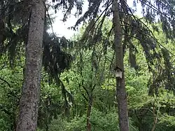 Зелёный лабиринт.