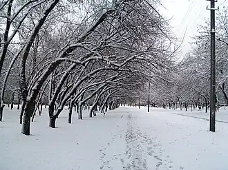 Аллея парка в 2011 году