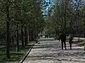 Главная аллея парка