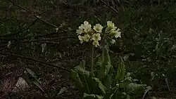 Первоцвет Палласа