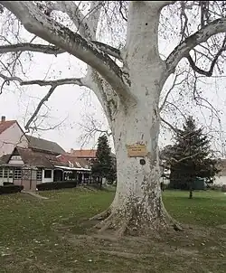 Платан (дерево) на территории Церкви