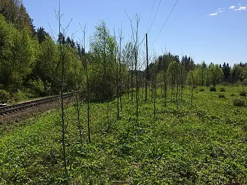 Урочище Титто.