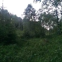 Полотно разобранного подъездного пути.