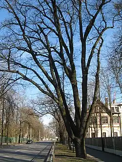 Начало Павловского шоссе (у дома 4)