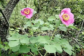 Пион крымский (Paeonia daurica) в урочище Демерджи