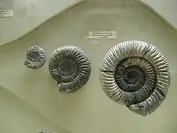 Раковины аммонитов