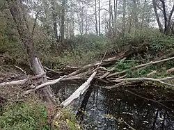 Вид на нижнее течение Восьмы около деревни Восемское осенью 2024 года