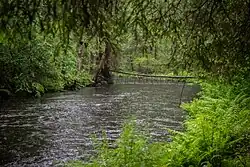 Река Гладышевка в среднем течении