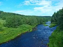 Река Шокша недалеко от устья