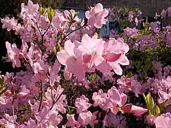 Rhododendron schlippenbachii, подрод Tsutsusi