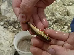 Рыбка из Верещаги