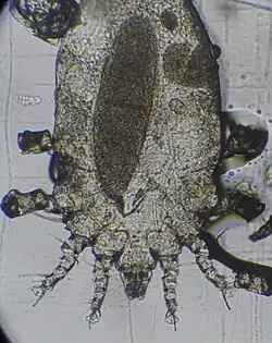 Самка — видны присоски и когти на лапах, а также митоз яйца в стадии - телофазы