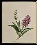 PLATANTHERA FIMBRIATA. Северный белый яртышник(табл. VIII)