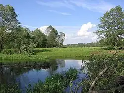 Бася близ Селища летом 2009 года