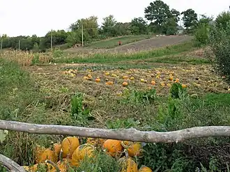 Сельские огороды