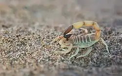 Anomalobuthus rickmersi