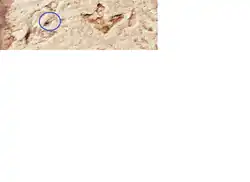 След человекоподобного существа.