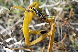 Обыкновенный богомол поедает гусеницу бражника