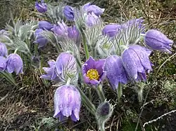 Сон-травазаказник "Клязьминско-Лухский"