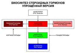 Стероидогенез