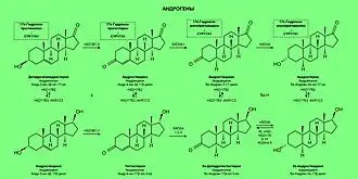 Биосинтез андрогенов