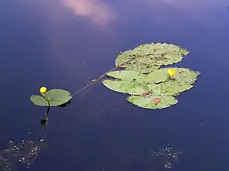 Кубышка жёлтая