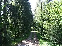 Еловая аллея