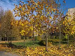 Сквер на углу Игрушечного переулка и Литейной набережной