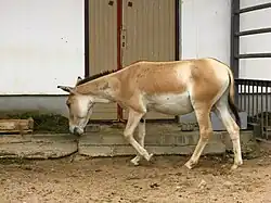Туркменский кулан (Equus hemionus kulan), вид внесён в Красную книгу МСОП