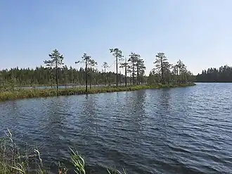 Вид на озеро Лоухиярви летом 2021 года