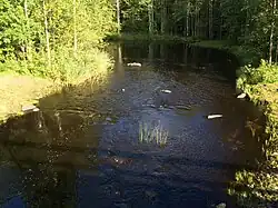 Вид по течению