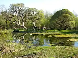 Пруд в усадьбе Рерихов — исток реки Изварка