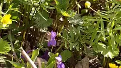 Фиалка опушённая